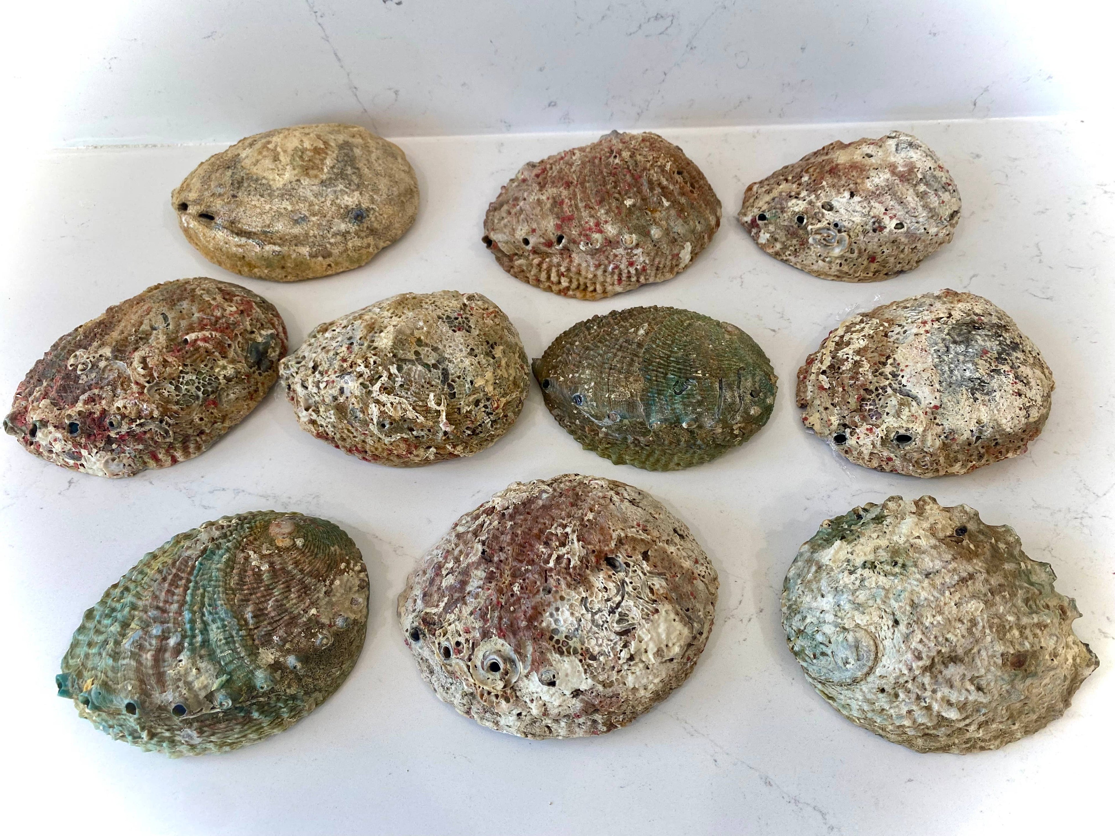 Abalone Shells, Medium