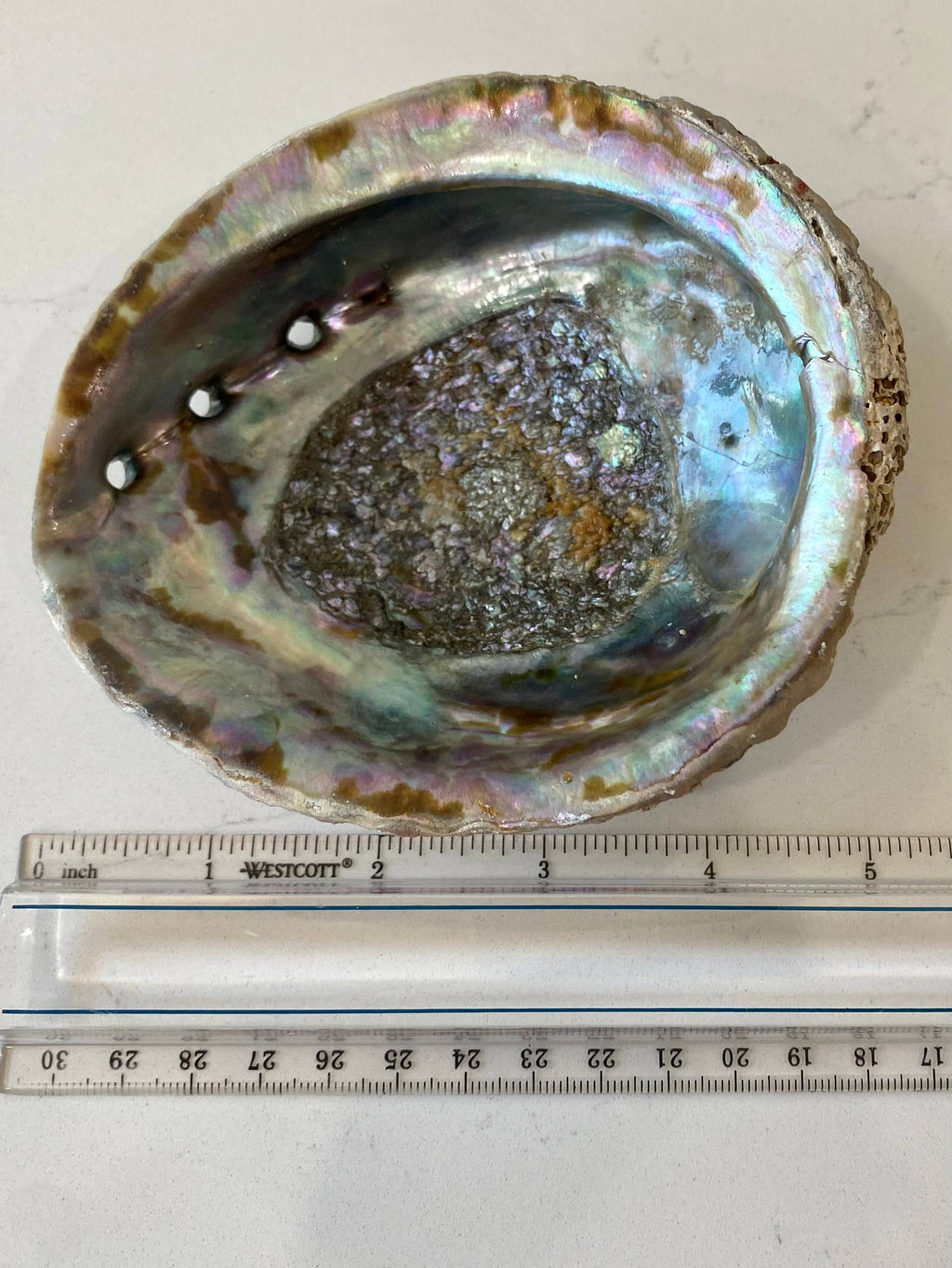 Abalone Shells, Medium