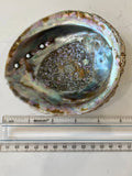 Abalone Shells, Medium