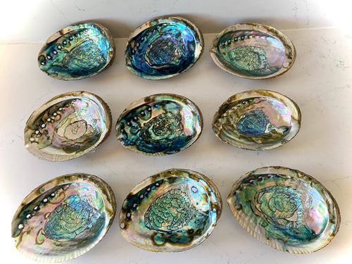 Abalone Shells, Medium