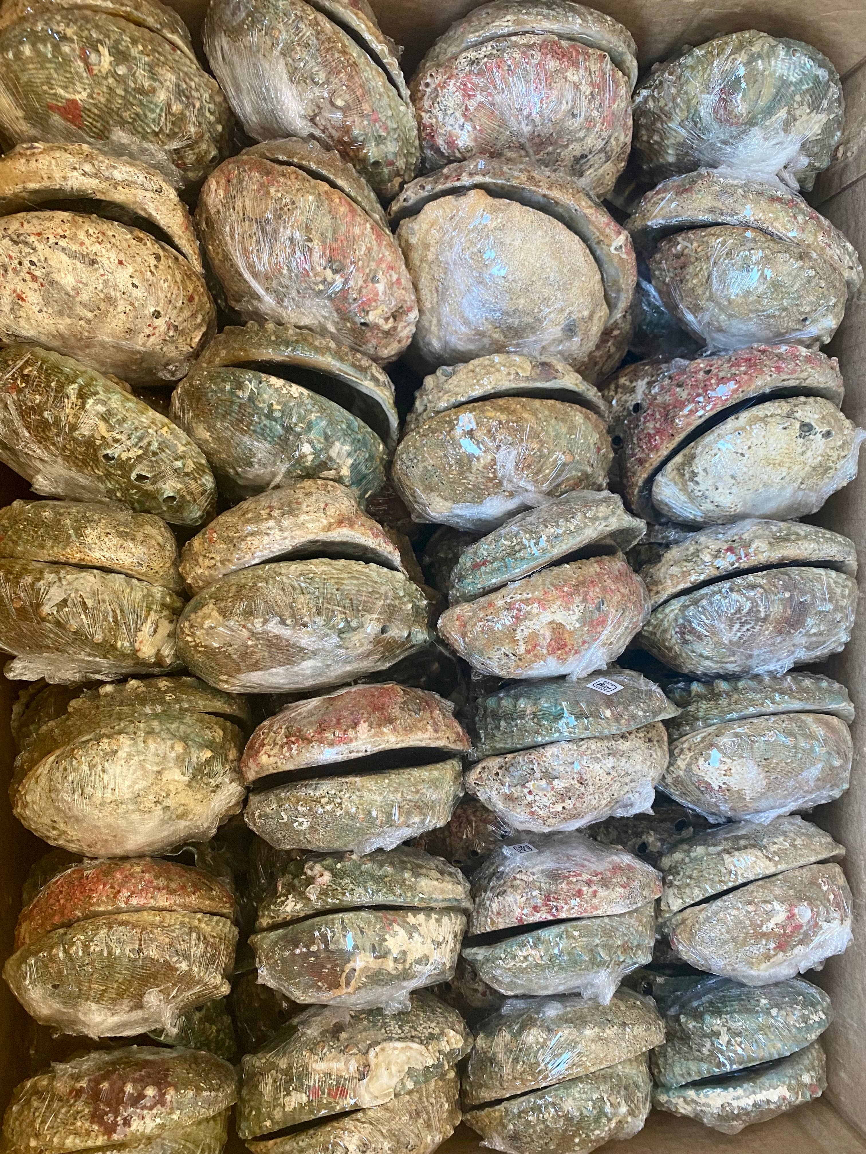 Abalone Shells, Medium